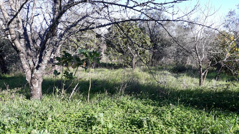 Quinta com casarão e Terreno · Ferreira do Zêzere