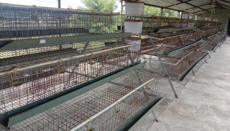 Baterias de produção de ovos e bebedouros. ·
