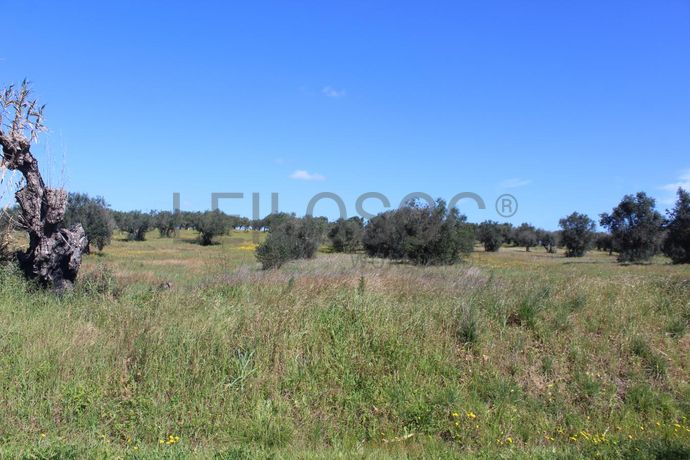 Terreno · Cuba, Beja