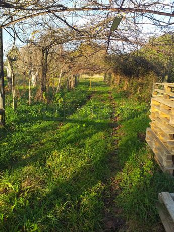 Quinhão Hereditário · Ponte de Lima