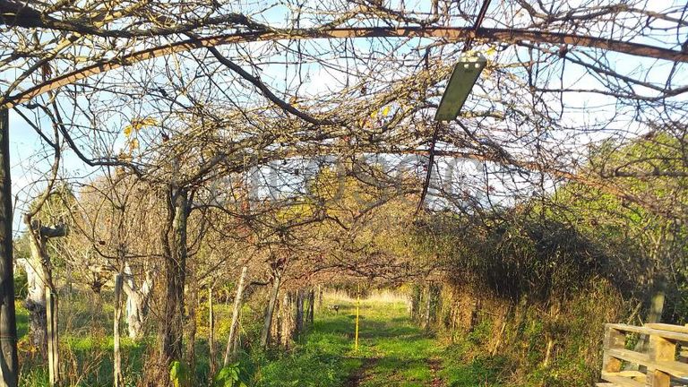 Quinhão Hereditário · Ponte de Lima