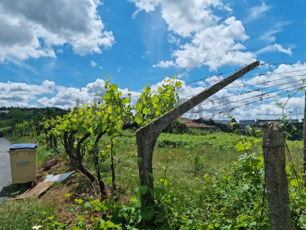 Proporção de 1/2 de Terrenos · Baião