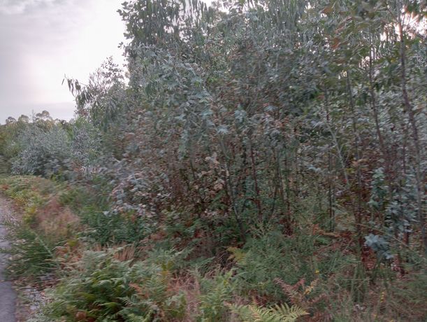 Terreno c/ 8.000m² · Valpedre, Penafiel