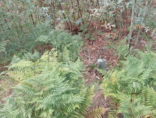 Terreno c/ 8.000m² · Valpedre, Penafiel