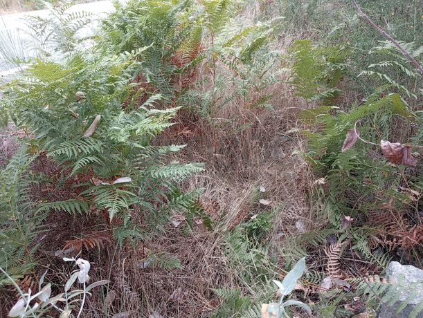 Terreno c/ 8.000m² · Valpedre, Penafiel