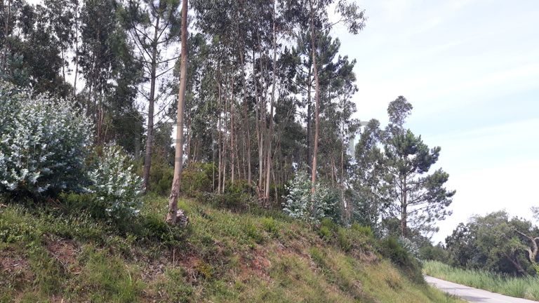 Terreno · Figueira da Foz