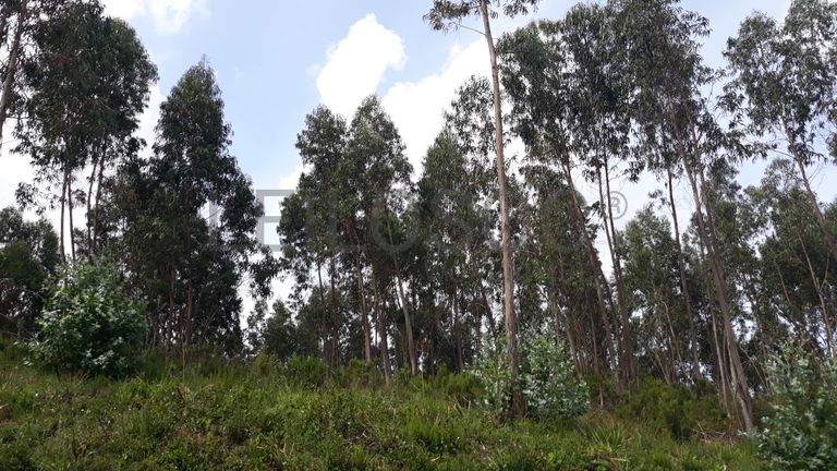 Terreno · Figueira da Foz