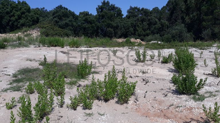 Terreno · Santarém