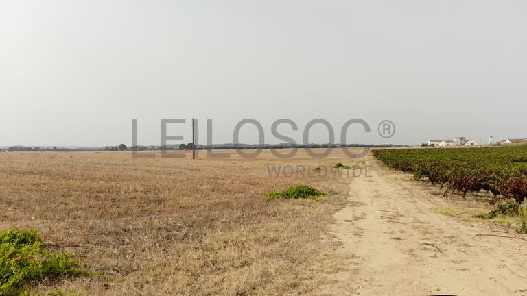 Herdade do Monte Branco c/ 140ha · Redondo, Évora