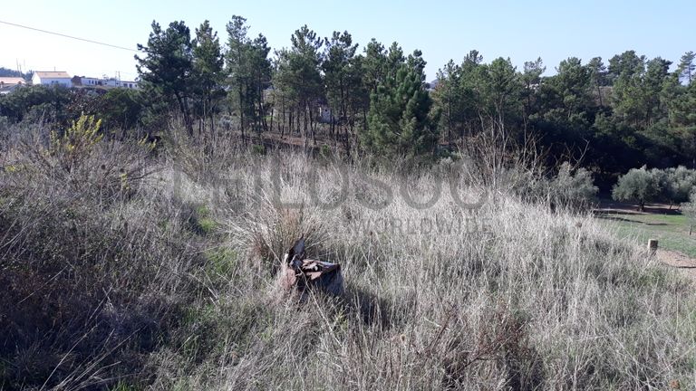 Moradia (Ruínas) + Terreno · Tomar