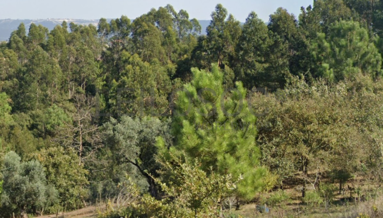 Terreno · Alcobaça