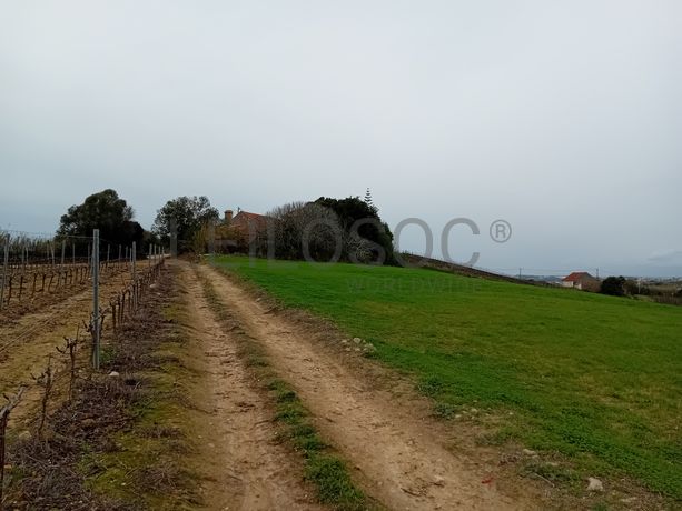 Terreno · Torres Vedras