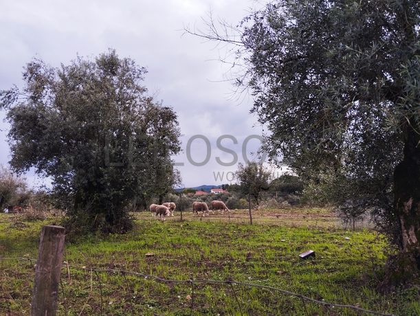 Terreno · Sardoal, Santarém