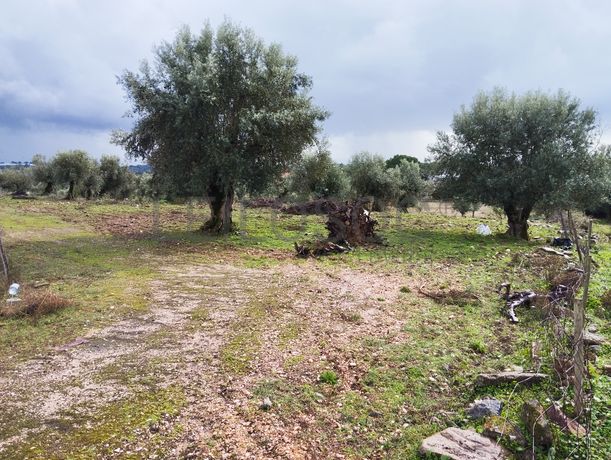 Terreno · Sardoal, Santarém