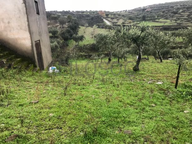 Proporção de 1/2 de Terreno · São João da Pesqueira