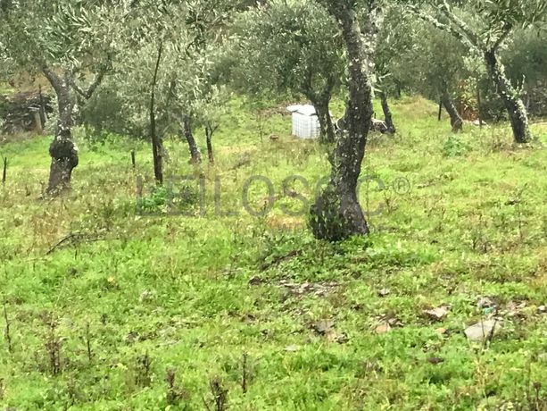 Proporção de 1/2 de Terreno · São João da Pesqueira