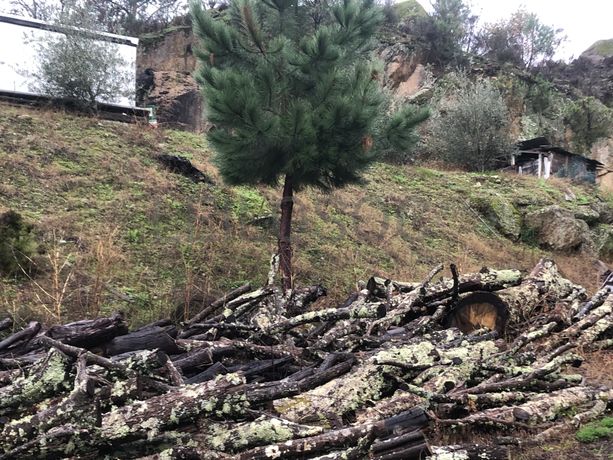 Terreno · Resende, Viseu