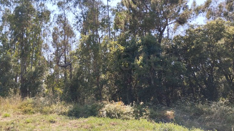 Terreno · Ferreira do Zêzere