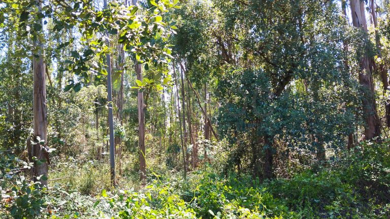 Terreno · Ferreira do Zêzere