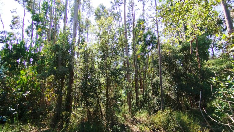 Terreno · Ferreira do Zêzere