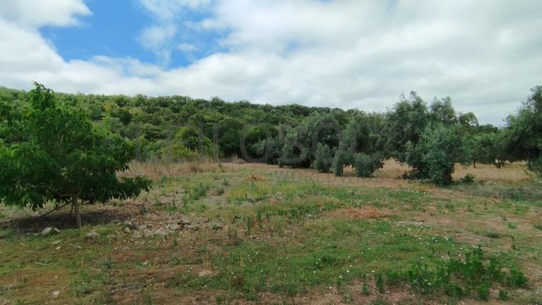 Terreno · Ferreira do Zêzere, Santarém