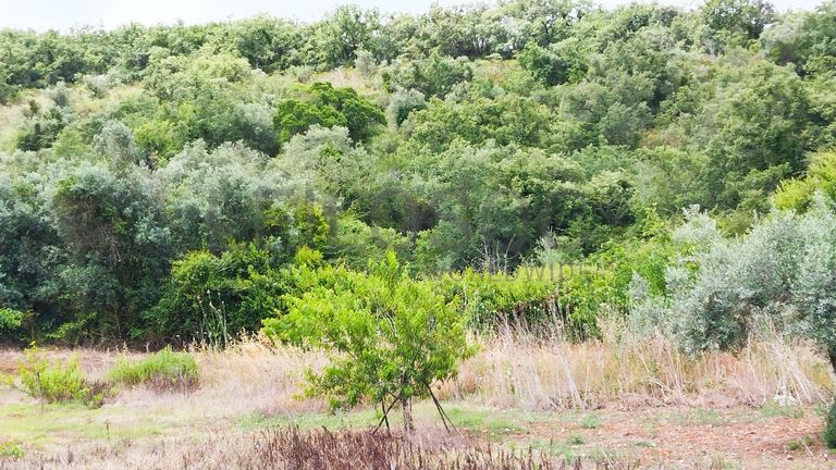 Terreno · Ferreira do Zêzere, Santarém