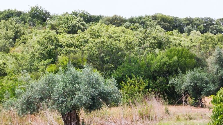 Terreno · Ferreira do Zêzere, Santarém