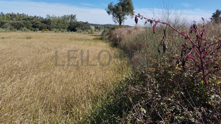 Terreno · Almagreira, Pombal