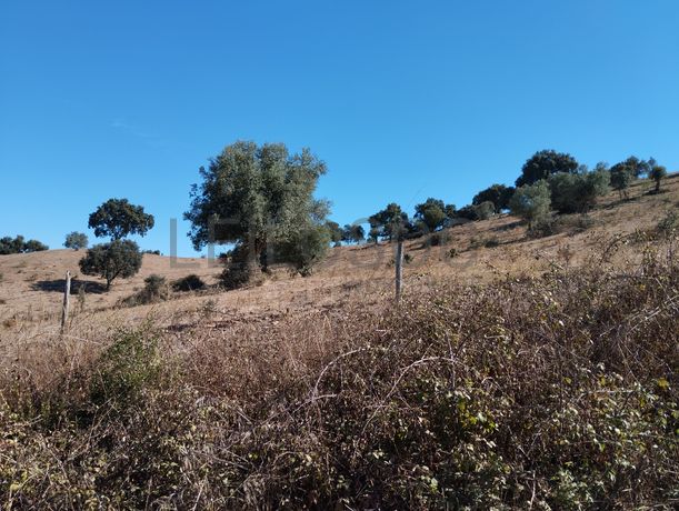 Proporção de 14/24 de Moradia com Terreno com 15,8 hectares · Montemor-o-Novo