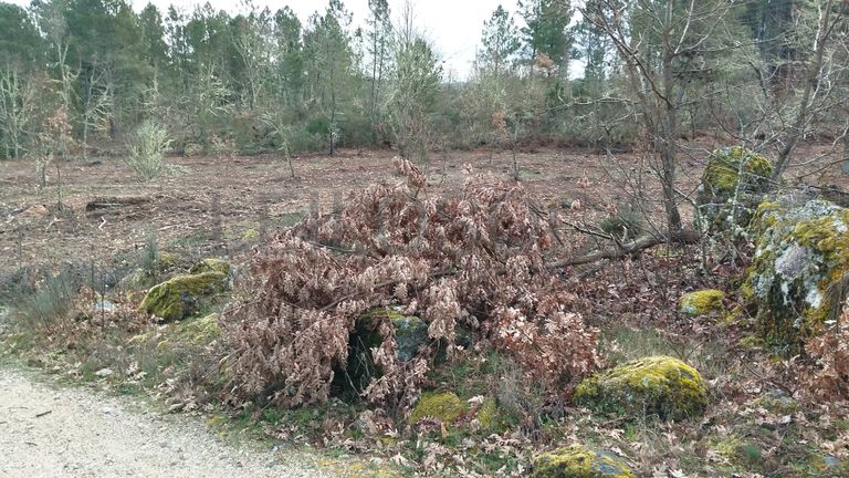 Terreno com 4.980 m² · Aldeia Velha, Sabugal