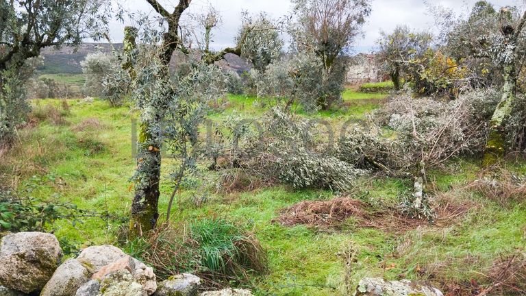 Terreno com 700 m² · Mangualde