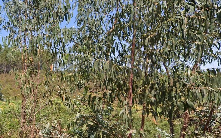 Terreno com 660 m² · Vila Nova de Poiares