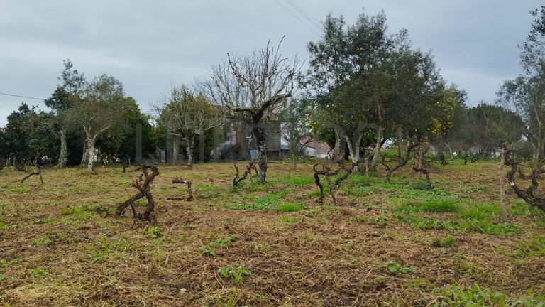 Quinhão Hereditário · Ferreira do Zêzere