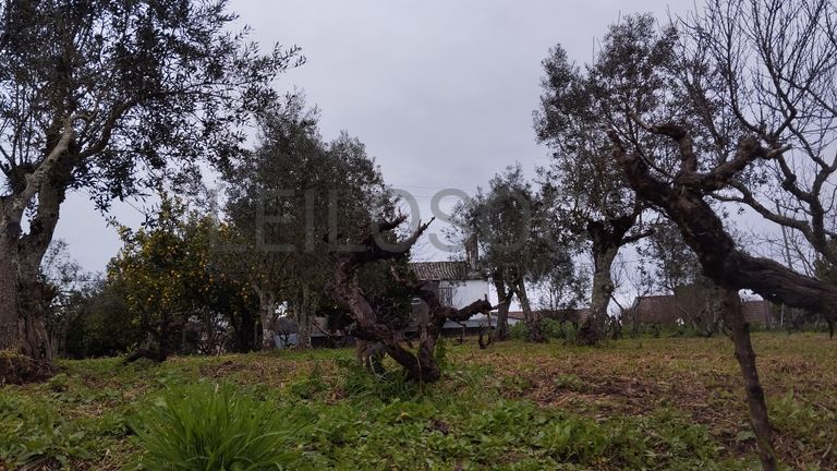 Quinhão Hereditário · Ferreira do Zêzere