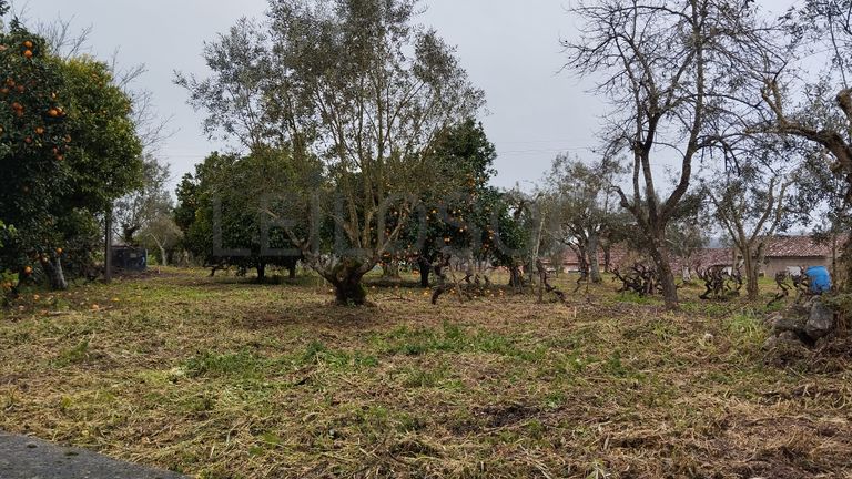 Quinhão Hereditário · Ferreira do Zêzere