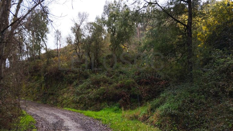 Quinhão Hereditário · Ferreira do Zêzere