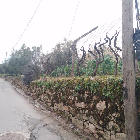 Quinhão Hereditário · Lamego e Tarouca