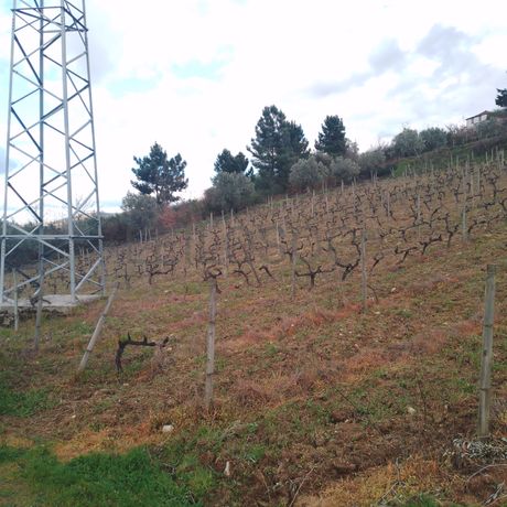 Quinhão Hereditário · Lamego e Tarouca