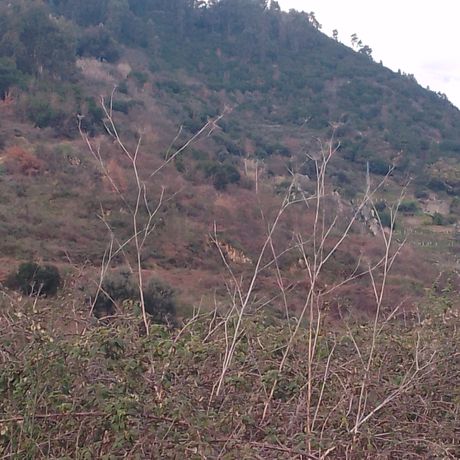 Quinhão Hereditário · Lamego e Tarouca