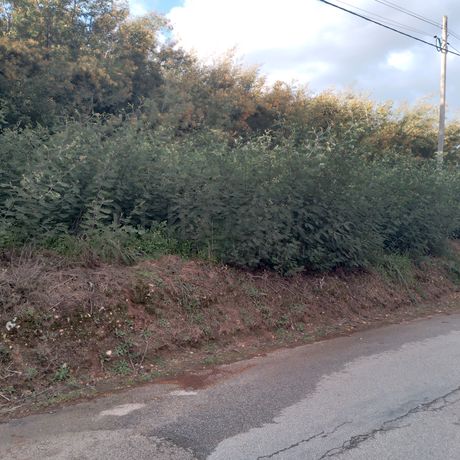 Quinhão Hereditário · Lamego e Tarouca