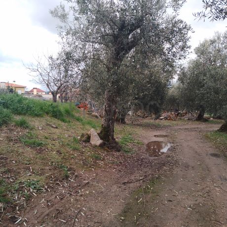 Quinhão Hereditário · Lamego e Tarouca