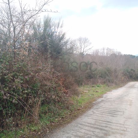 Quinhão Hereditário · Lamego e Tarouca