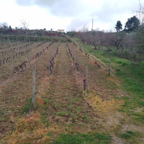 Quinhão Hereditário · Lamego e Tarouca
