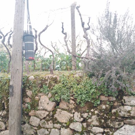 Quinhão Hereditário · Lamego e Tarouca