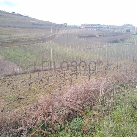 Quinhão Hereditário · Lamego e Tarouca