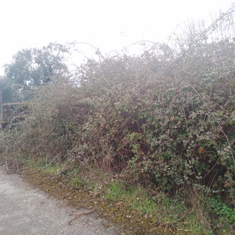 Quinhão Hereditário · Lamego e Tarouca