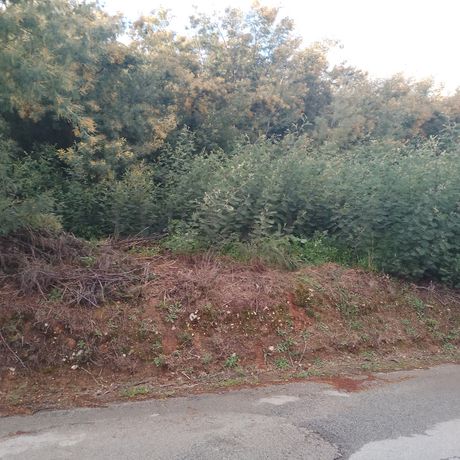 Quinhão Hereditário · Lamego e Tarouca