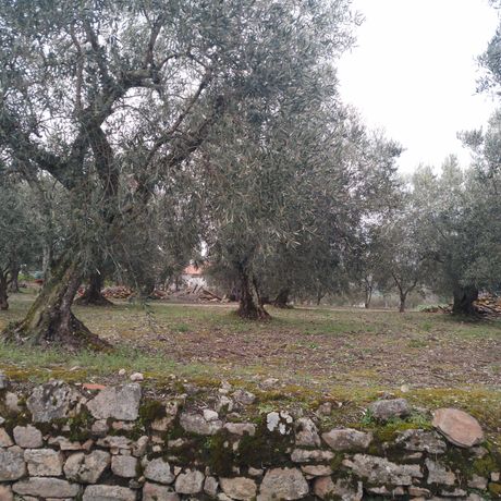 Quinhão Hereditário · Lamego e Tarouca