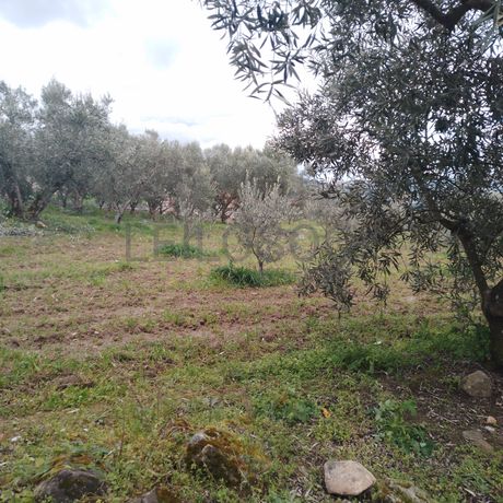 Quinhão Hereditário · Lamego e Tarouca