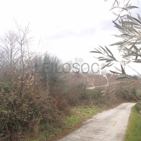 Quinhão Hereditário · Lamego e Tarouca